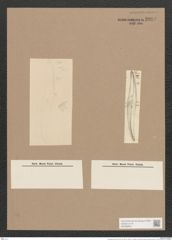 Pleurosigma formosum W.Sm. (de-Toni-Nr.: Genus 13, Species 1040) Zeichnungen Sammlung Grunow Nr. 2094 (NHMW-BOT-W0368965)